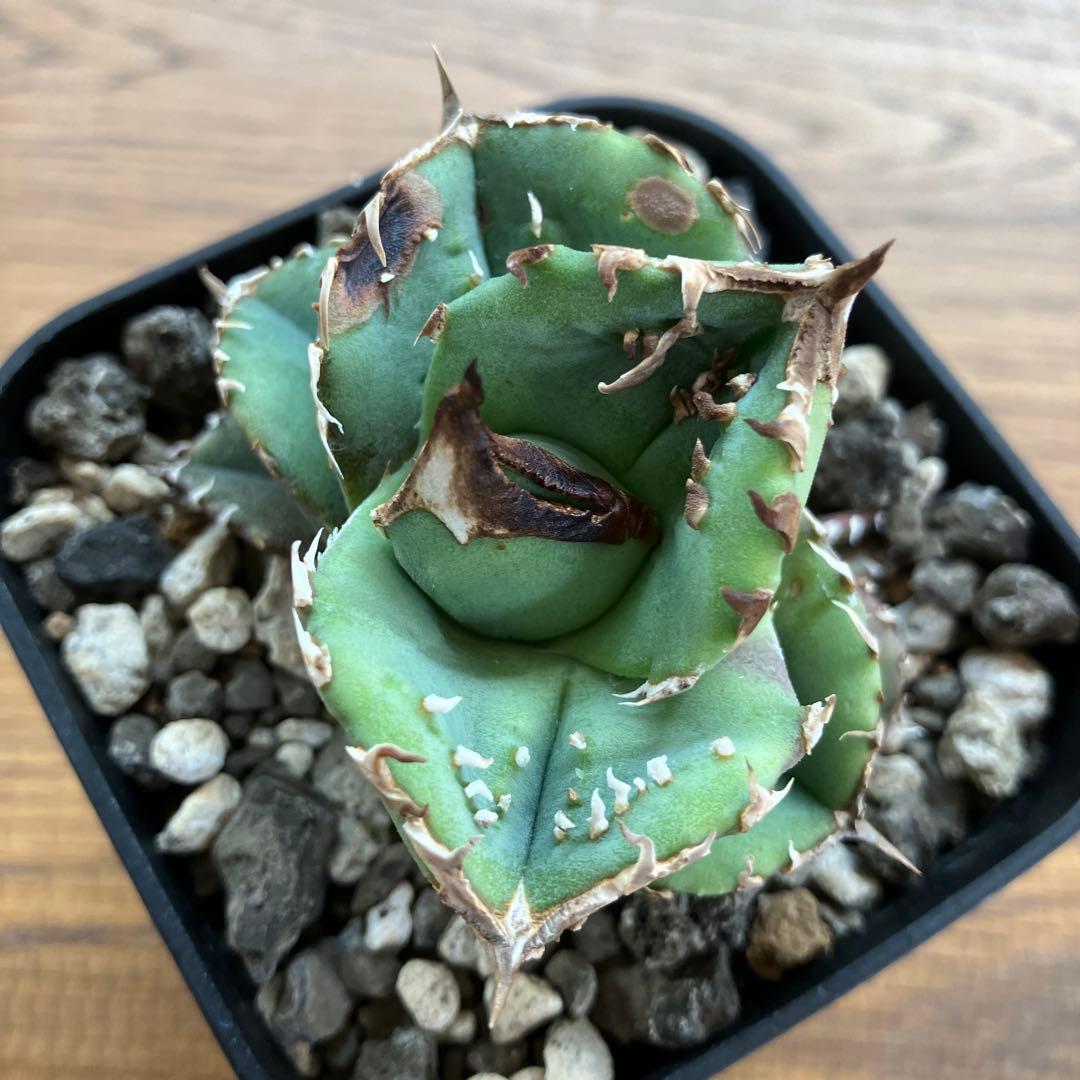 【クリスマスセール】♯32 選抜　特大　ぶつぶつ　アガベ　鰐亀　TC