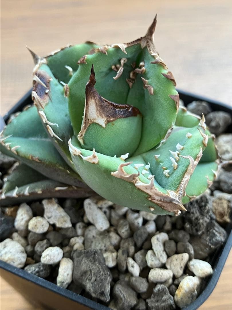 【クリスマスセール】♯32 選抜　特大　ぶつぶつ　アガベ　鰐亀　TC