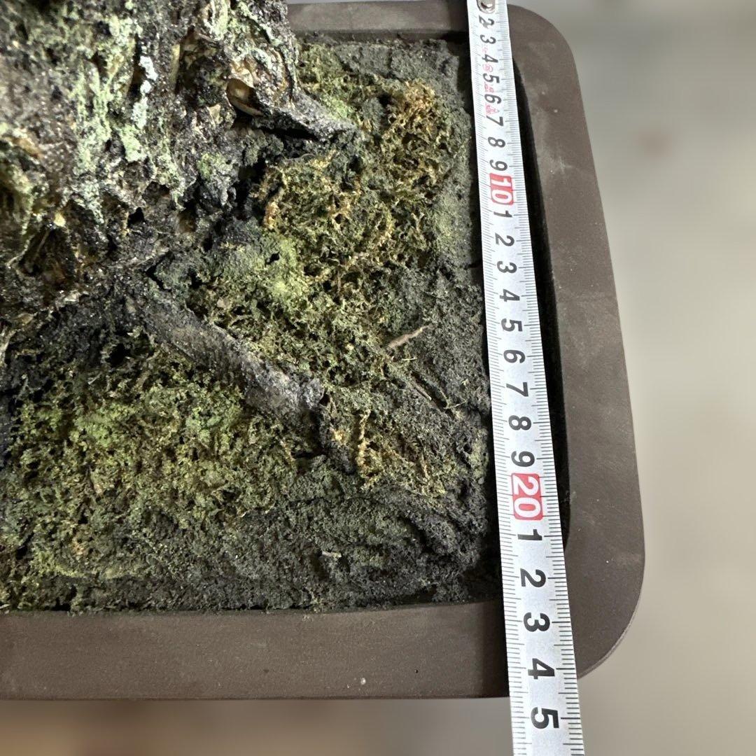 瞬間的お値下げ‼️素敵すぎるフェイク盆栽‼️自然形状の盆栽 四角形鉢