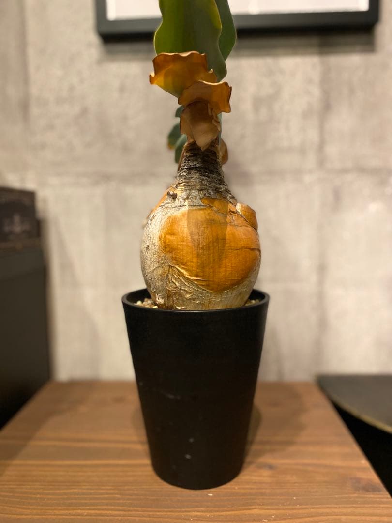 ブーファン ハエマンソイデス 特大美株