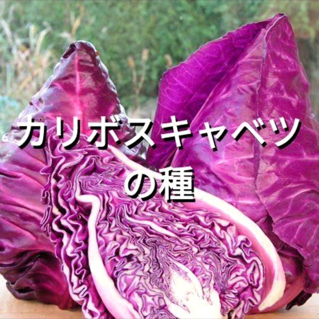 カリボスキャベツの種(固定種・Kalibos cabbage) Kalibos Cabbage (Heirloom, 85 Days) – Pinetree Garden Seeds