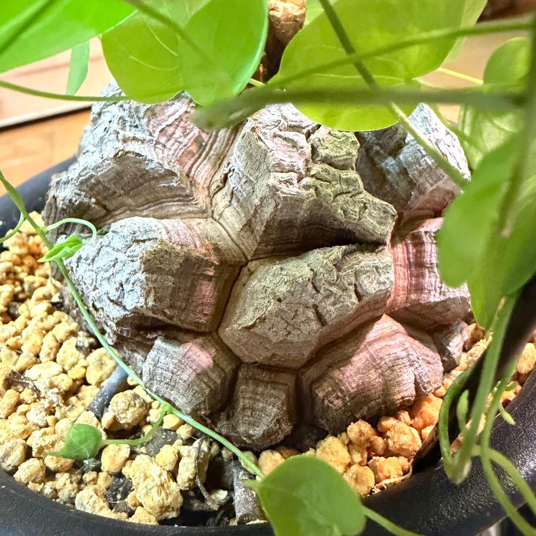 塊根植物 亀甲竜　美形　②