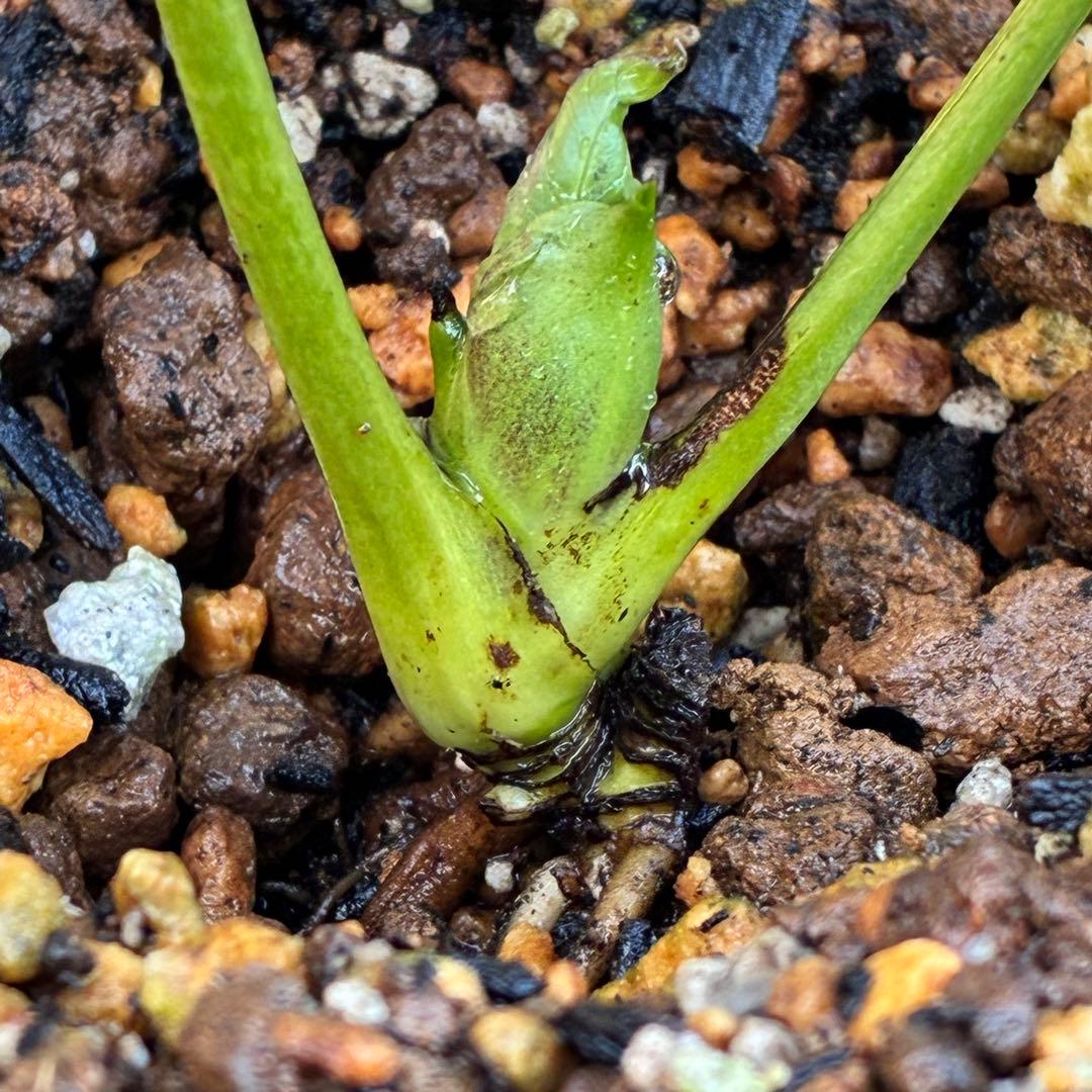 ま*️様 ❤️しっかり新芽元気株3226⭐️NEW⭐️レア☘️マイクロヒデコート