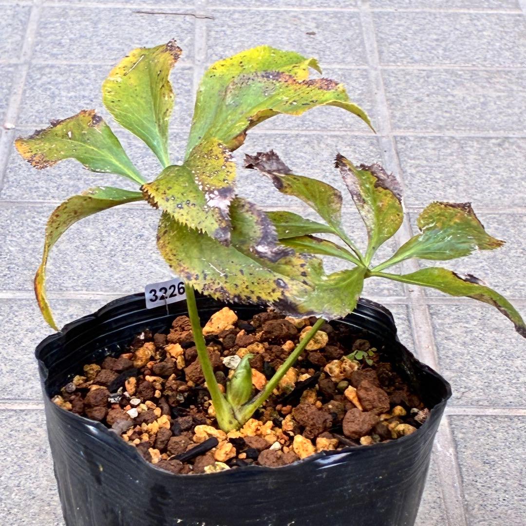 ま*️様 ❤️しっかり新芽元気株3226⭐️NEW⭐️レア☘️マイクロヒデコート