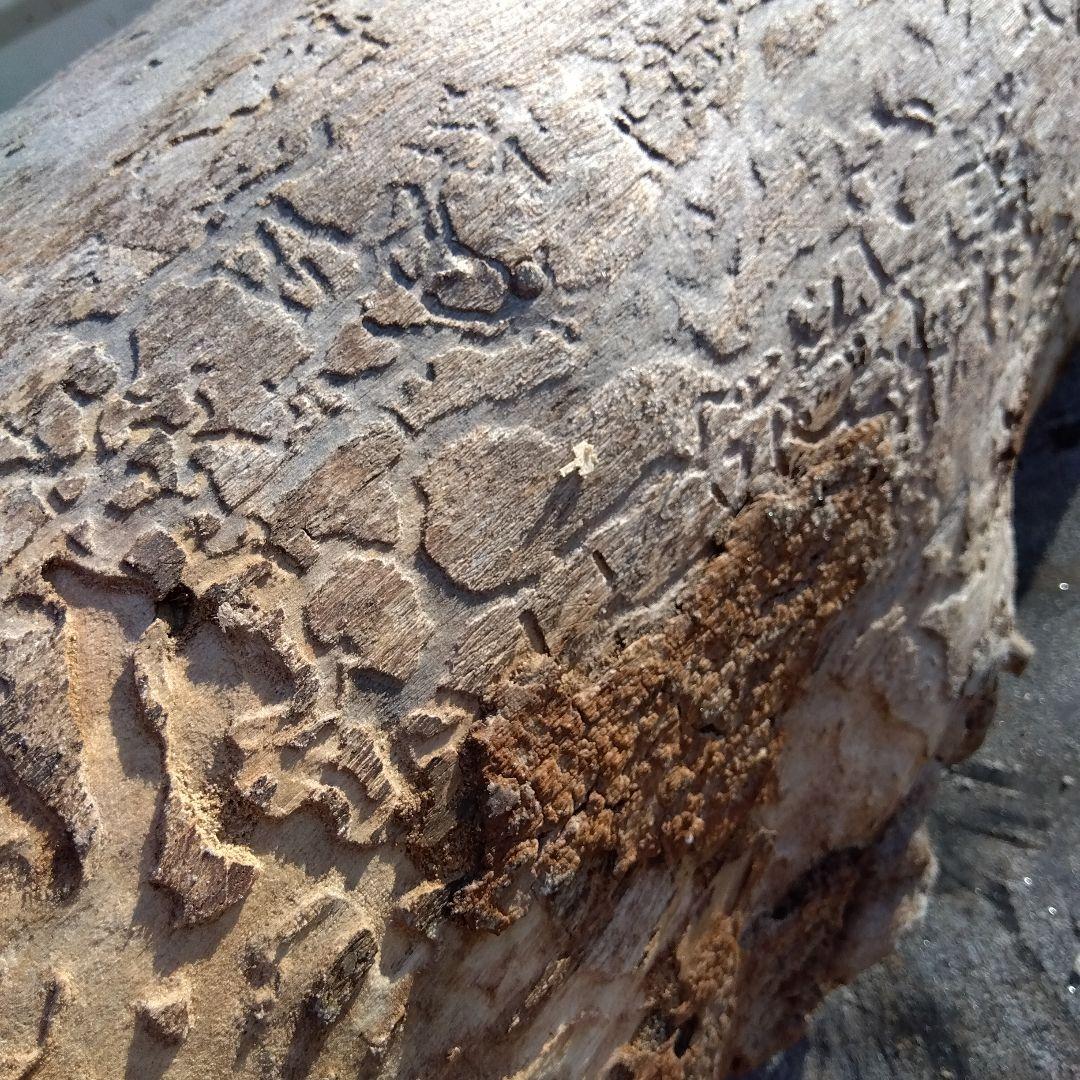 自然な木目の丸太 樹洞 丸洞 桐老木 昆虫飼育箱