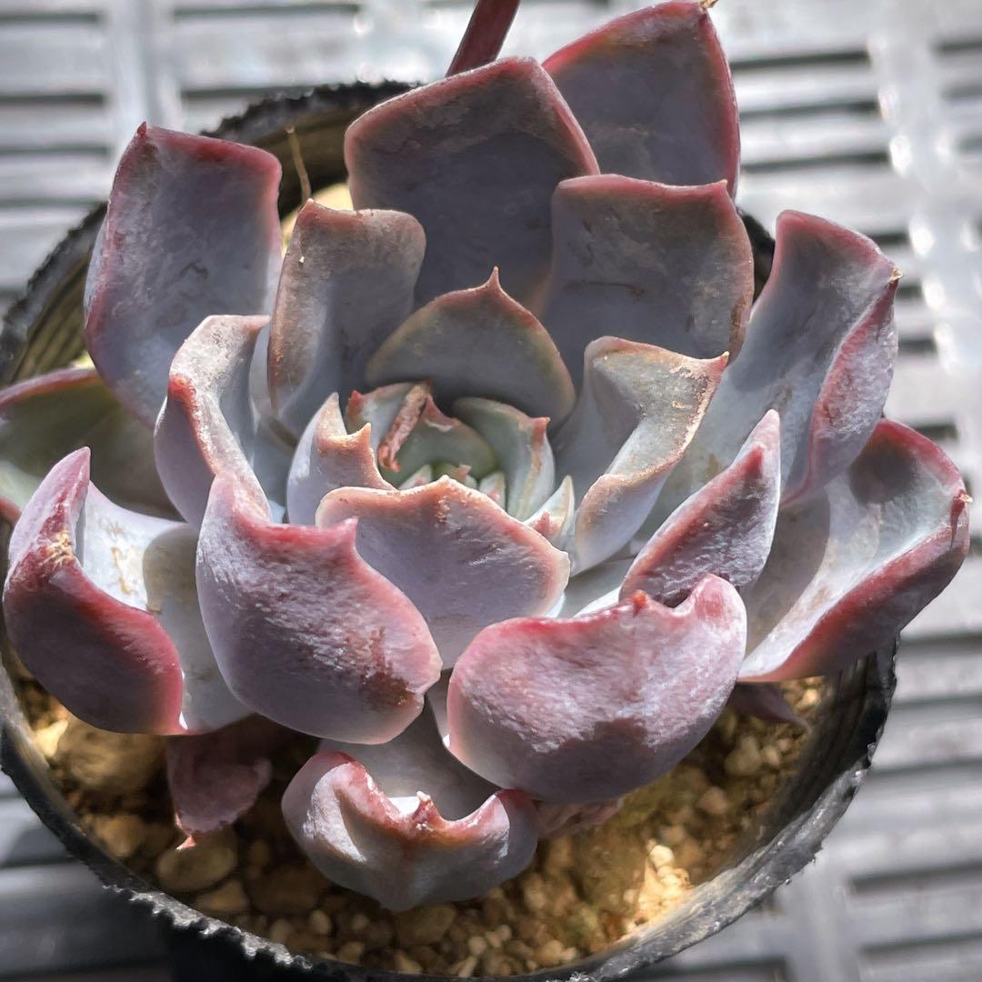 毒リンゴ 毒りんご 多肉 エケベリア ロウルサンコ 命名株 - メルカリ