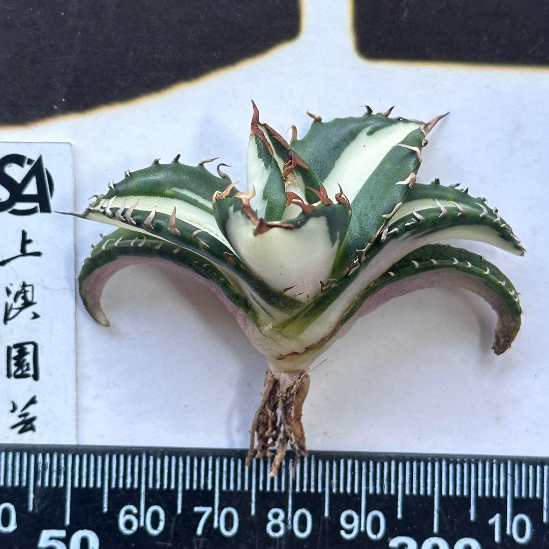 850【上澳園芸】アガベ チタノタ 太陽神 白中斑 極上美株 - メルカリ