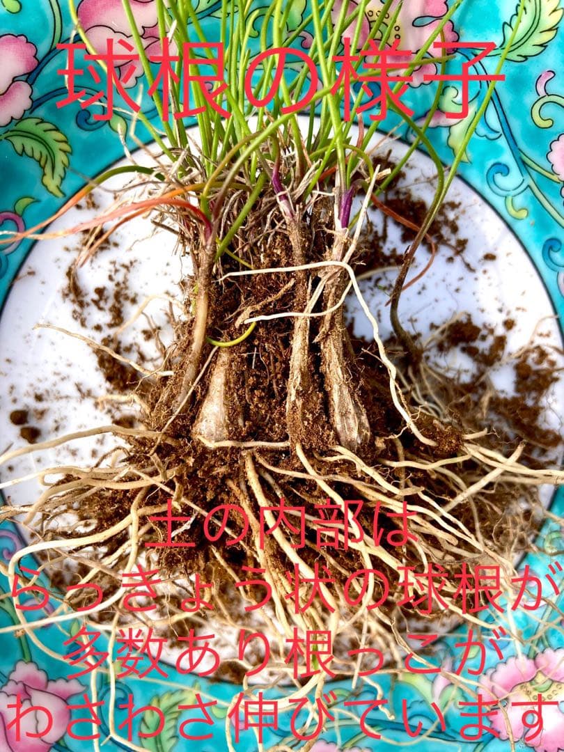 希少＊天然野生【ミヤマラッキョウ＊深山辣韮】大株＊抜き苗＊宅急便