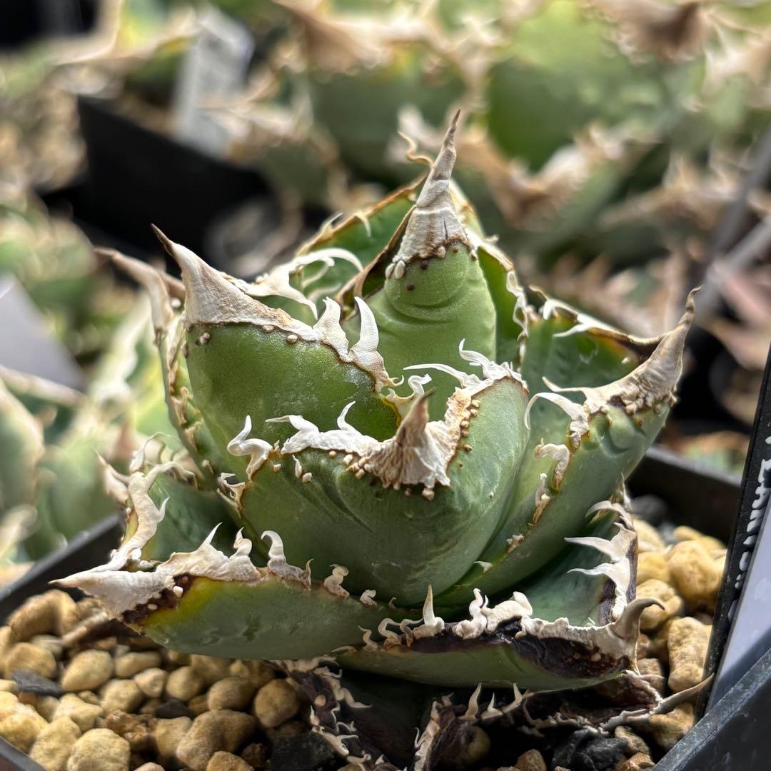 アガベ 星空 アガベぶつぶつ 子株 - メルカリ