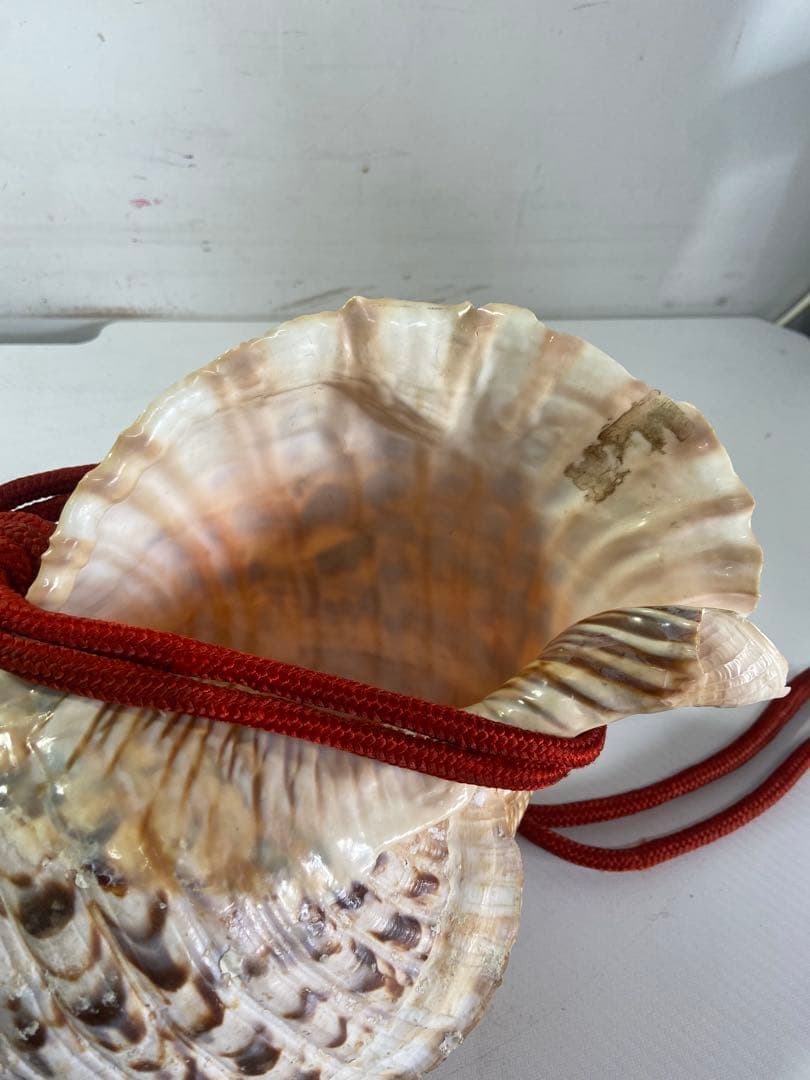 修験道法螺貝 赤紐付き ほら貝 ホラガイ 袋付き修験道法螺貝 山伏 密教