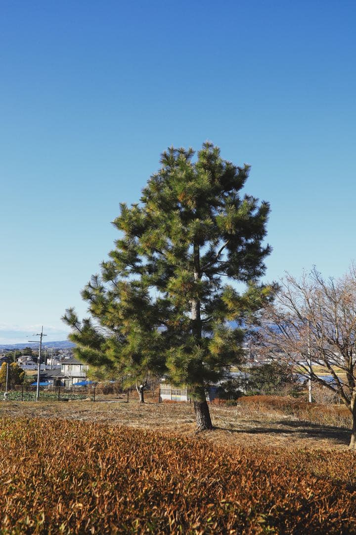 SIGMA 35mm F1.4 DG HSM レンズ