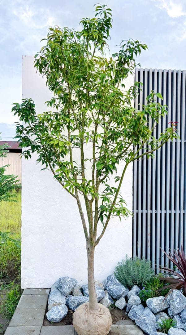 希少。常緑モミジ 2.6M(鉢底から) ◎シンボルツリー