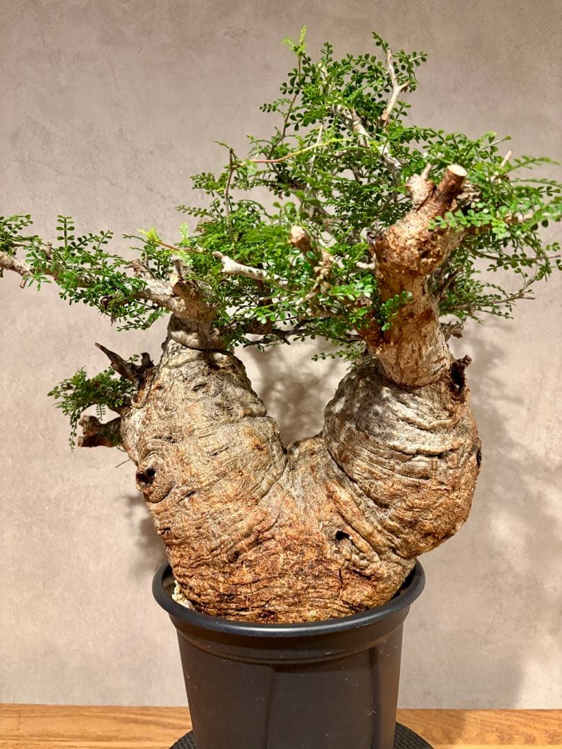 【ムチムチ極太塊根】パキプス｜新芽展開・発根済・6号鉢