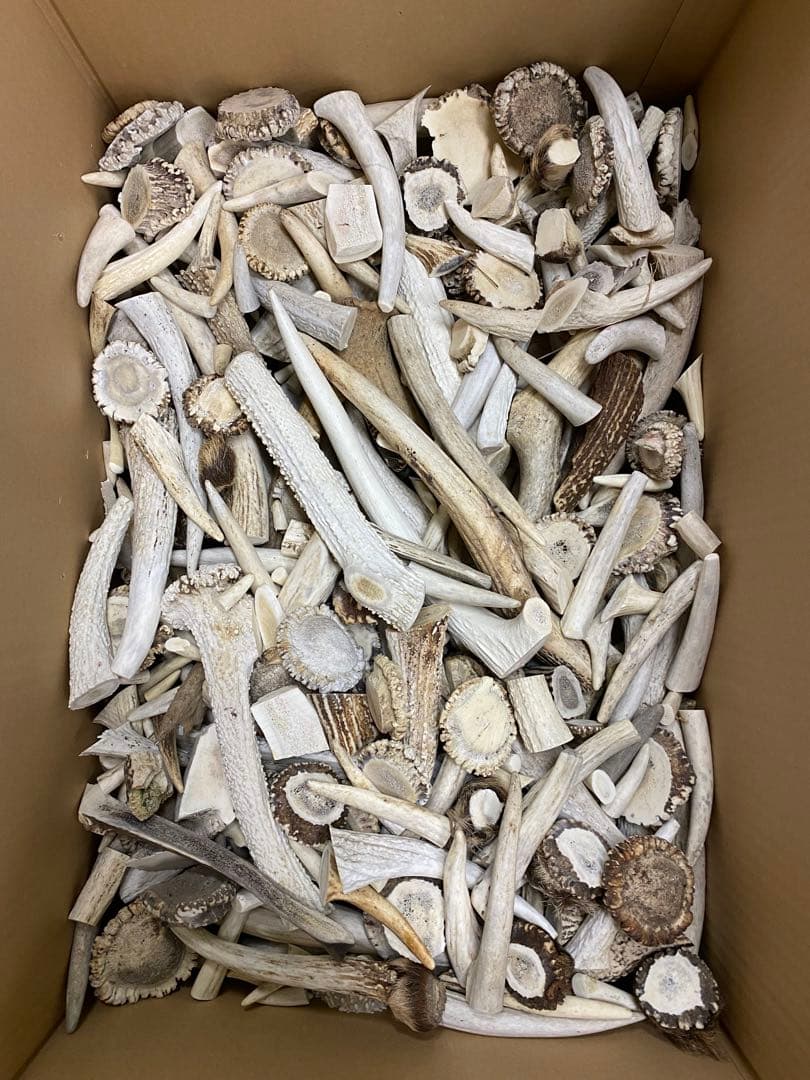 鹿の角　鹿のツノ　鹿角　鹿ツノ　蝦夷鹿の角　バンドメイド　クラフト　素材　材料