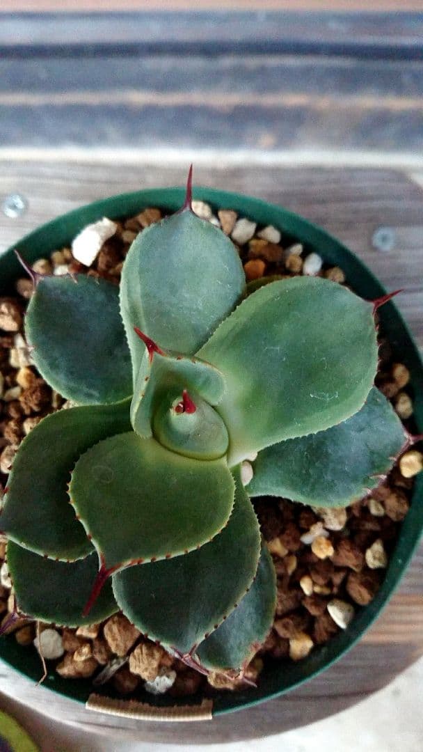 Agave parryi 'J.C.'s Shadow' 66 - メルカリ