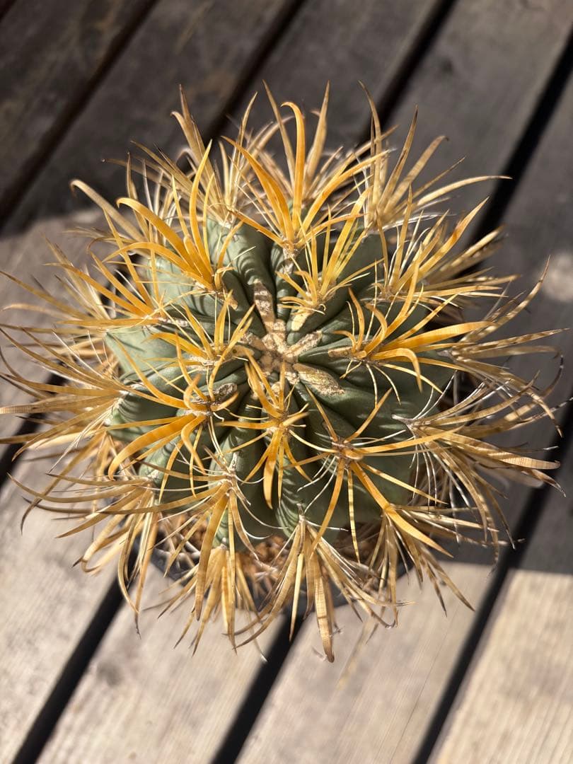 フェロカクタス金冠竜◇多肉サボテン アガベ ユッカ ハオルチア アロエ