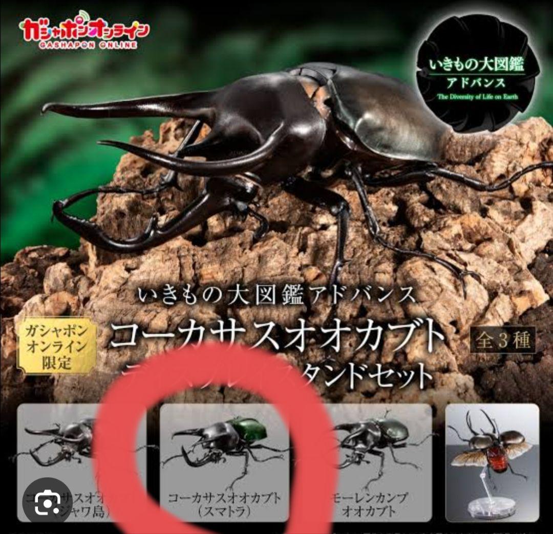 即日発送オンライン版コーカサスオオカブト(スマトラ)いきもの大図鑑