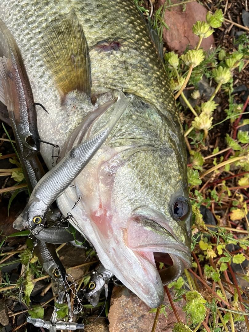 3☆FALK spalo FA 同等品☆形状記憶合金ワイヤー アラバマリグ