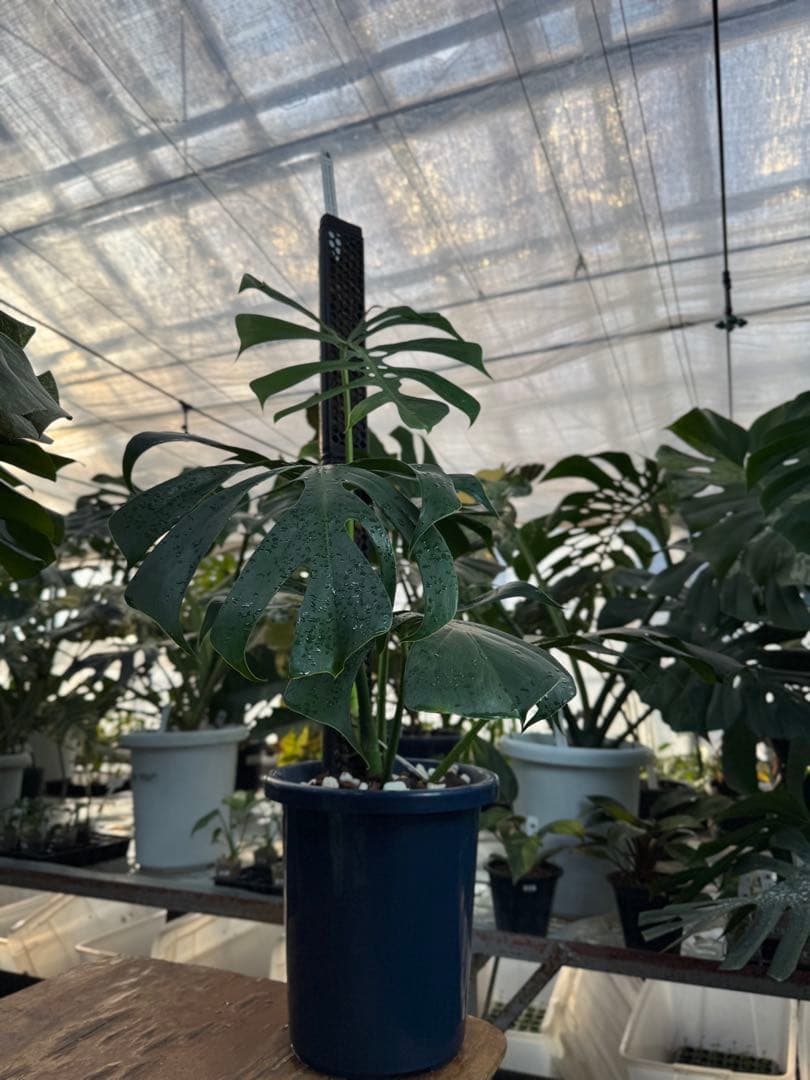 1 モンステラ・デリシオーサ・アラブフォーム \"エロンガータエ\" 日本初出品