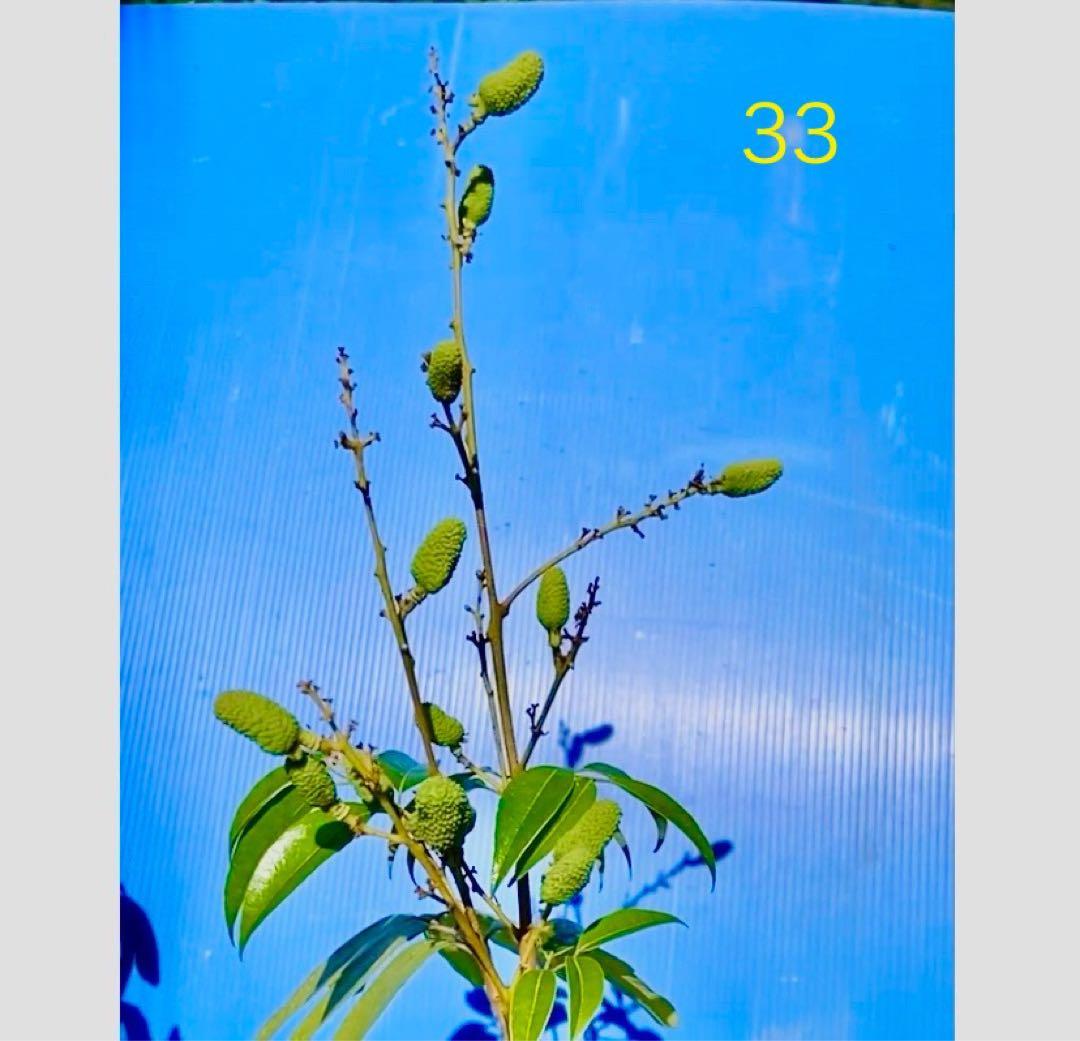 結実中・33 篤姫ライチ　半耐寒性