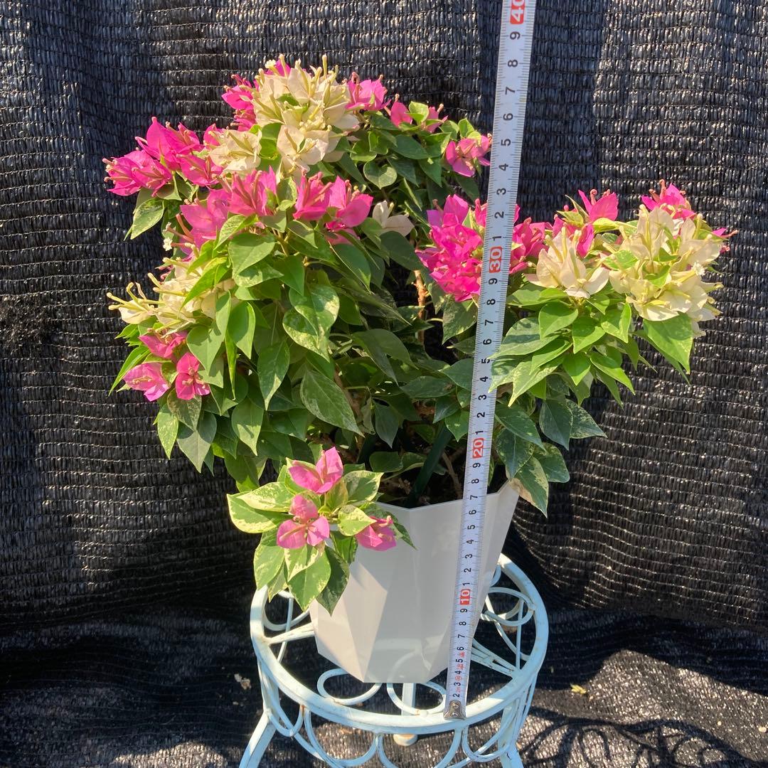 ①*ஐ矮性・白とピンクの2色植え*:ஐ斑入り・ブーゲンビリア・苗木