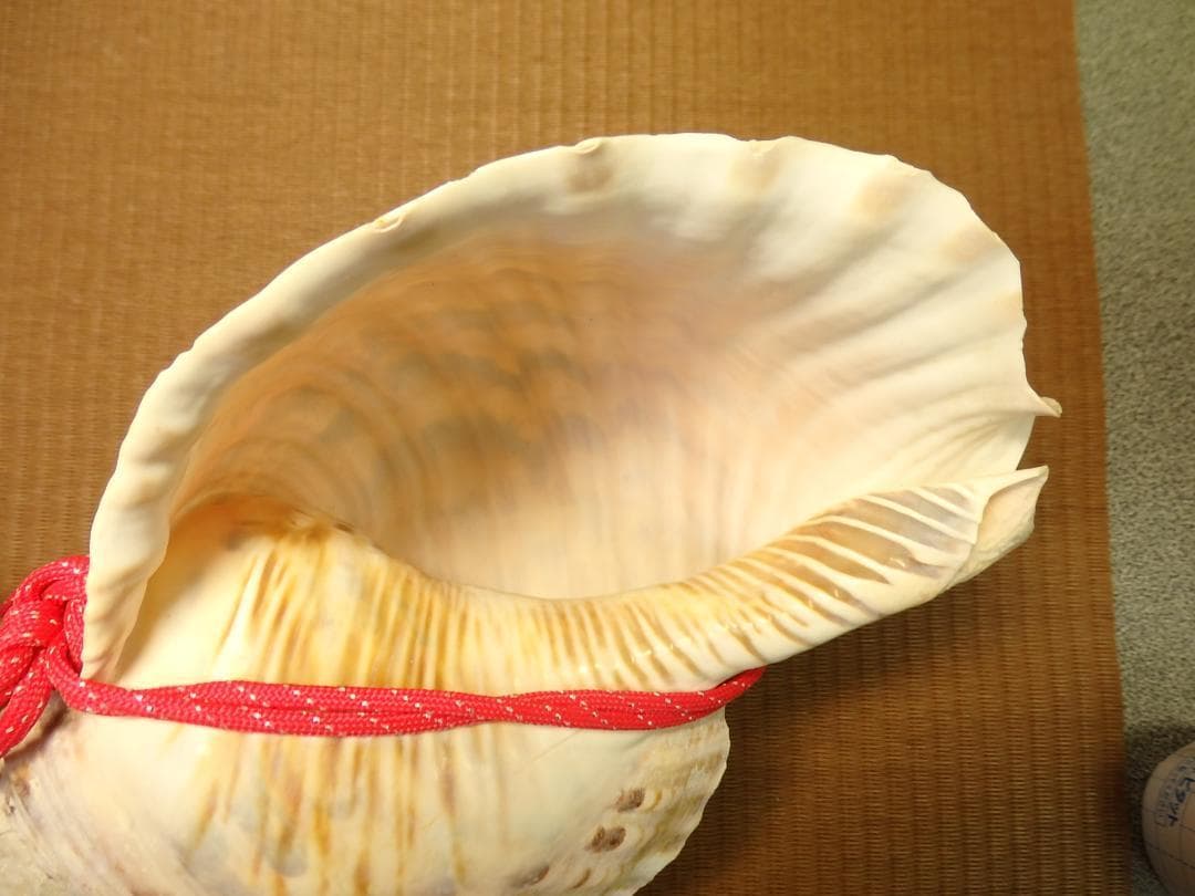 法螺貝 約38㎝ 木製歌口,赤紐付　新品　 MH-433