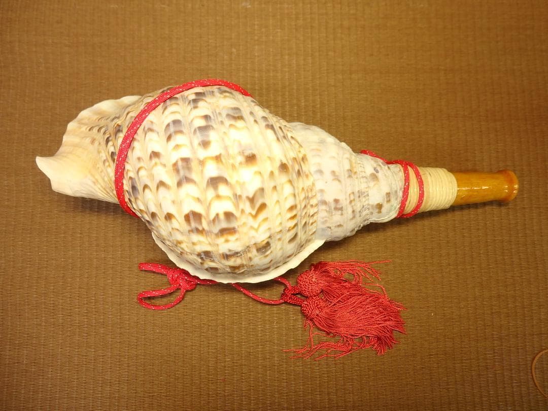 法螺貝 約38㎝ 木製歌口,赤紐付　新品　 MH-433