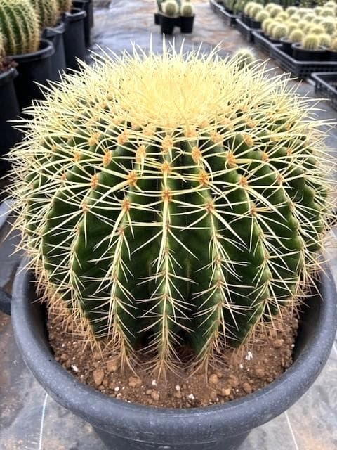 南ア産・発根済】エンセファラルトス・ホリダス ｜ショートリーフ葉性良！