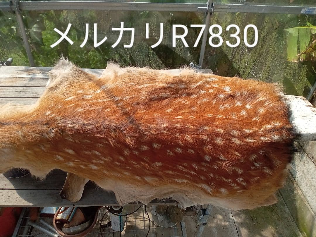 特上　天然日本鹿　夏毛　ラグ