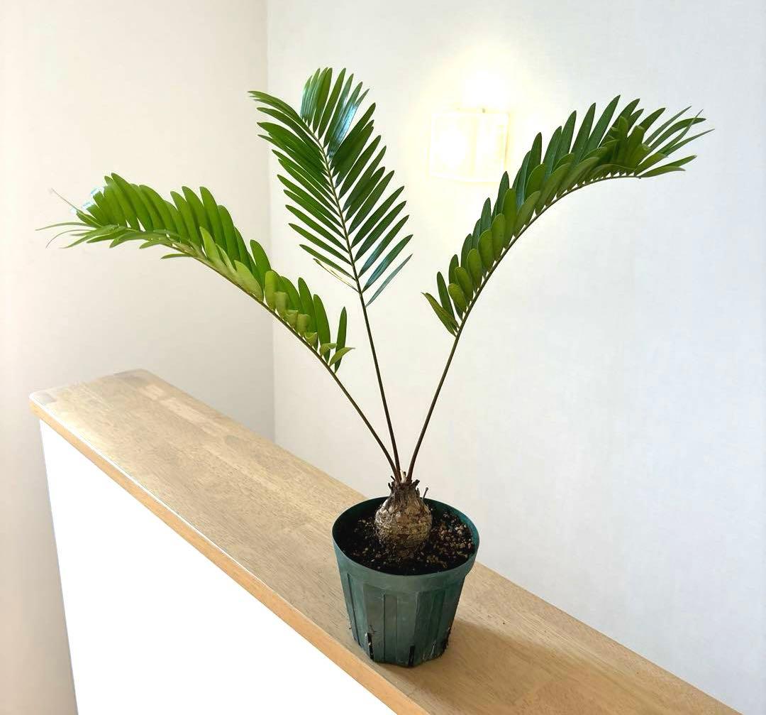 左レフティ】404Yの高反発! マキシマックス LTD2プレミア 三菱飛匠仕様