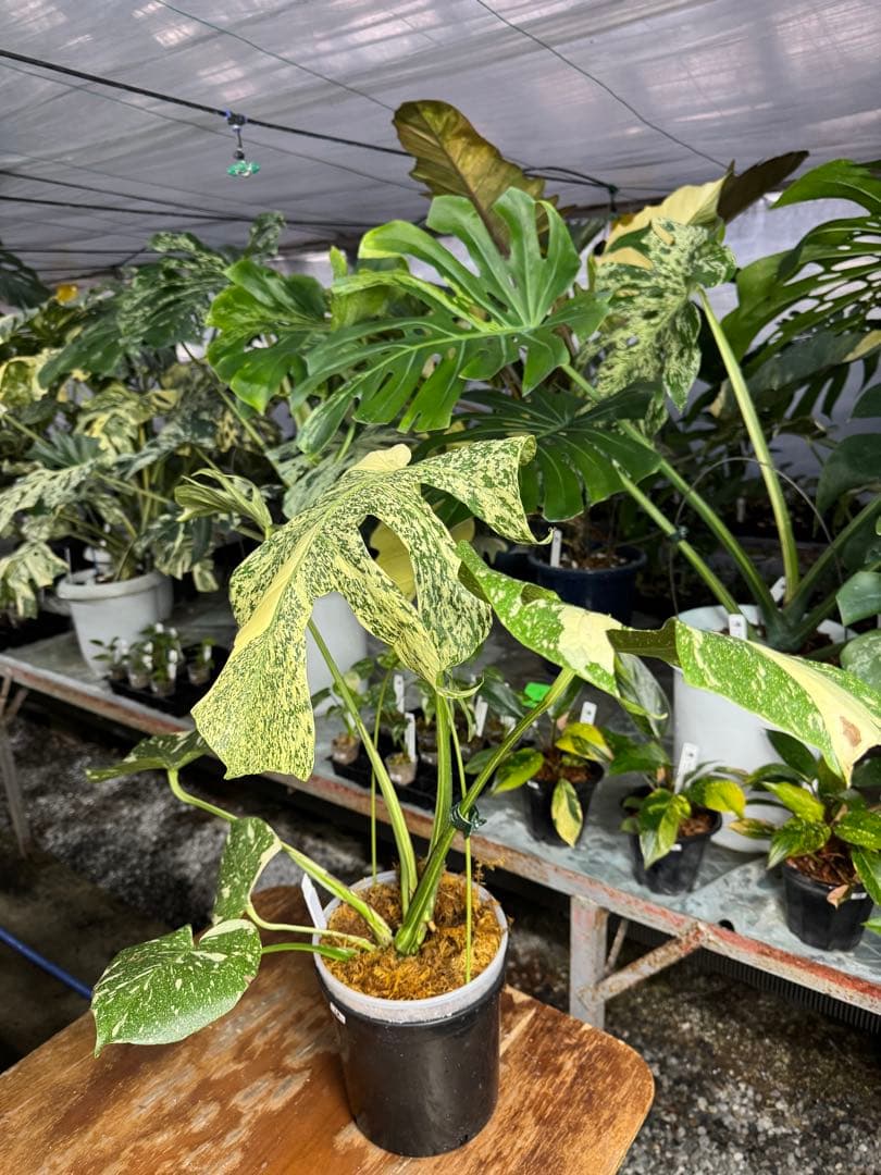 モ*～様 12モンステラ　タイコンステレーション　スターライト