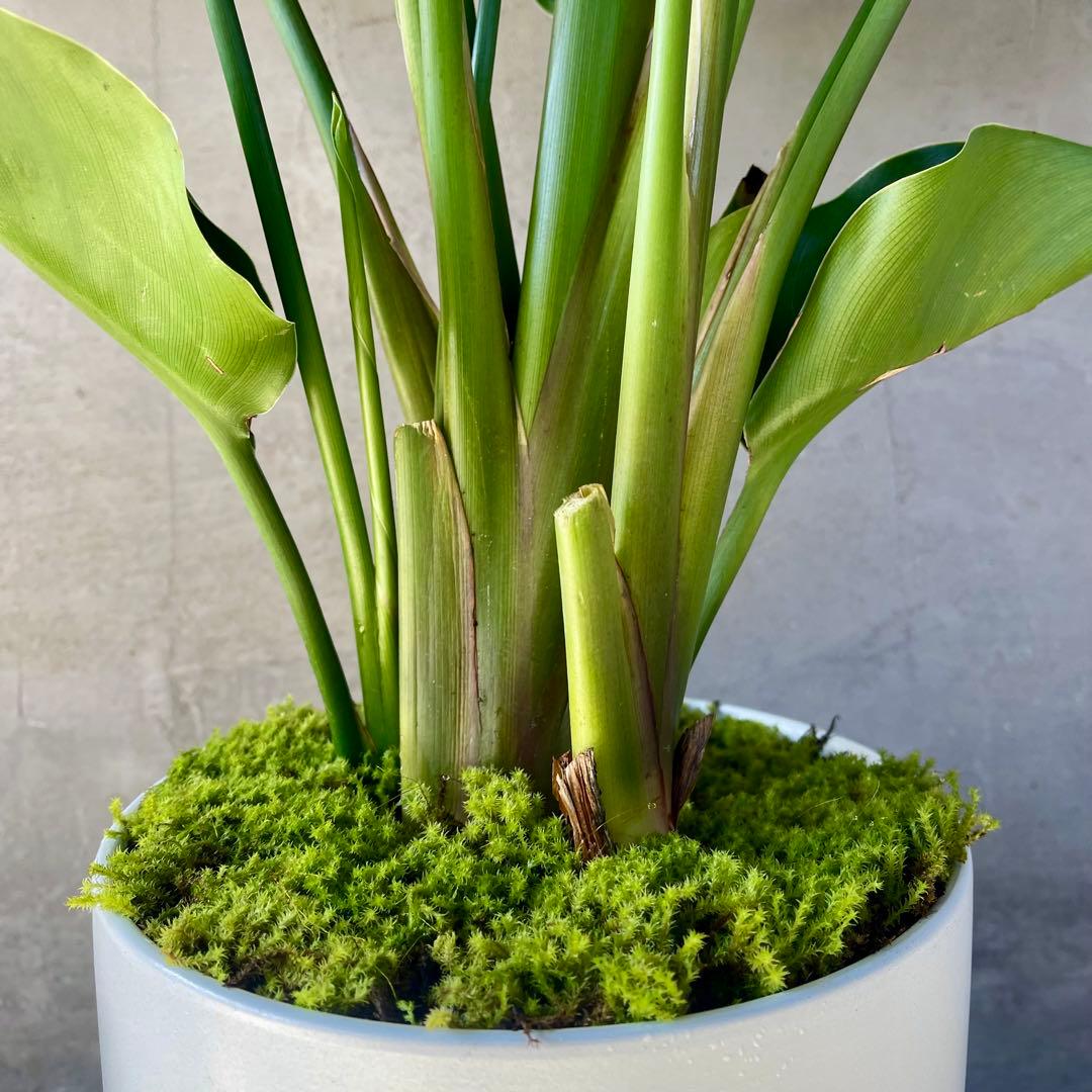 ストレリチア　オーガスタ　4株　天然苔仕立て　陶器鉢　植え込み発送