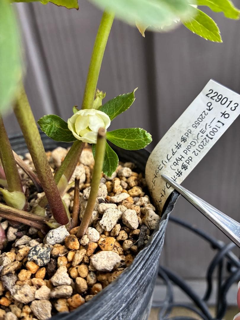 ♡開花中♡DD多弁ホワイト整形花　横向き充実株