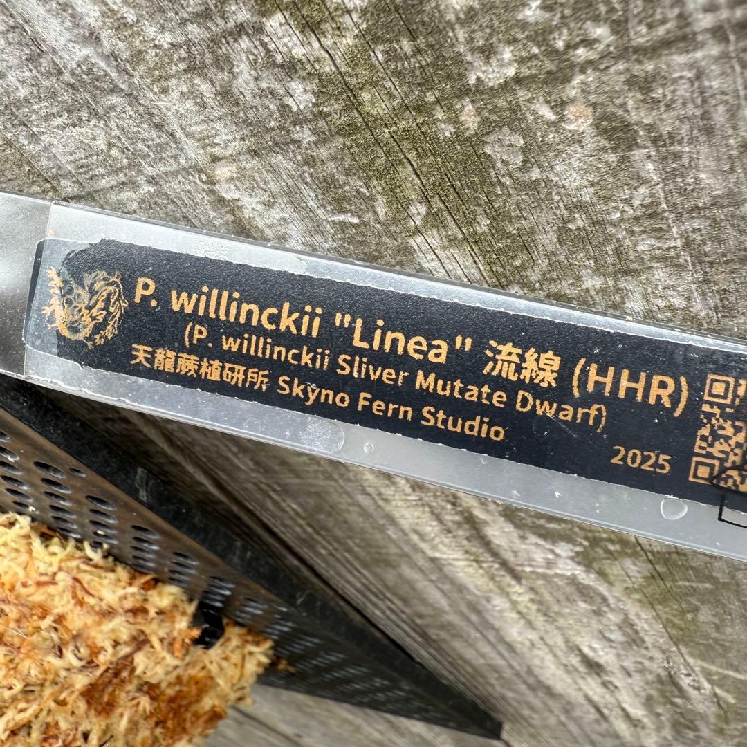 P. willinckii \"Linea\" 流線 (pup)