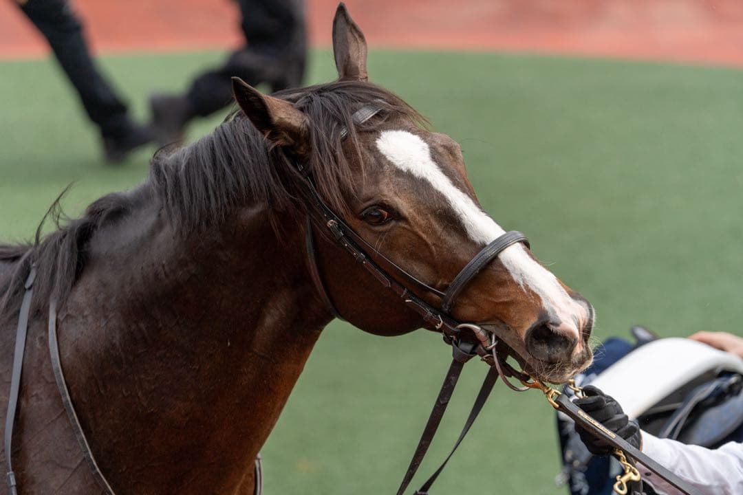 【訳あり】SONY SEL70200GM 70-200mm F2.8 FE