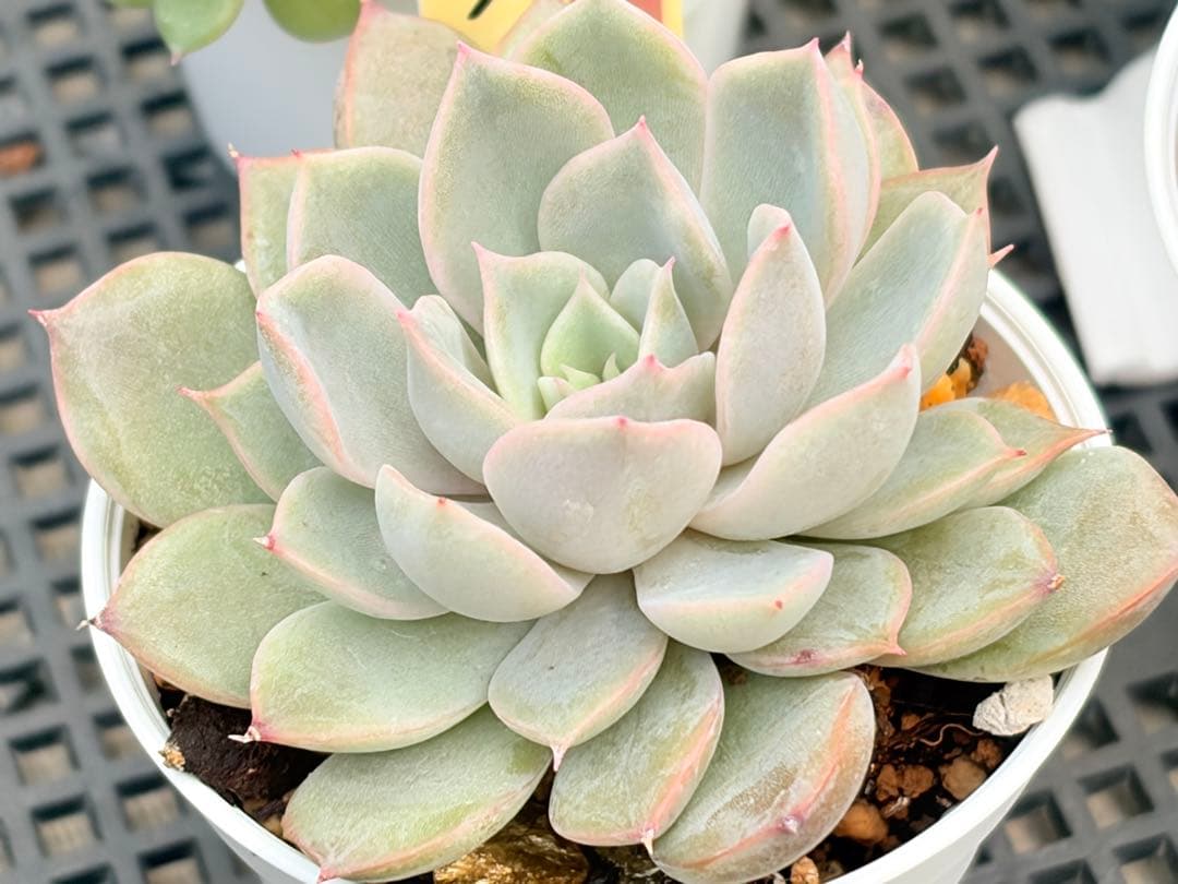 おらいさん苗12個セット　そわそわオマケで13苗ミックスベリア　エケベリア多肉