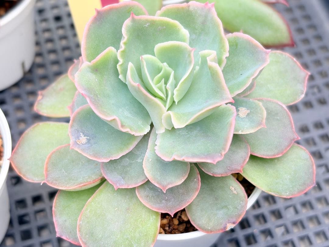 おらいさん苗12個セット　そわそわオマケで13苗ミックスベリア　エケベリア多肉