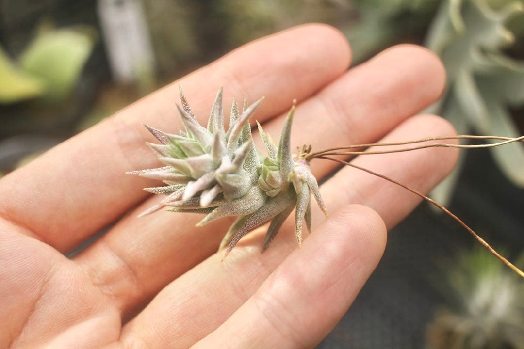 イオナンタ バンハイニンギー ミノール vanhyningii minor