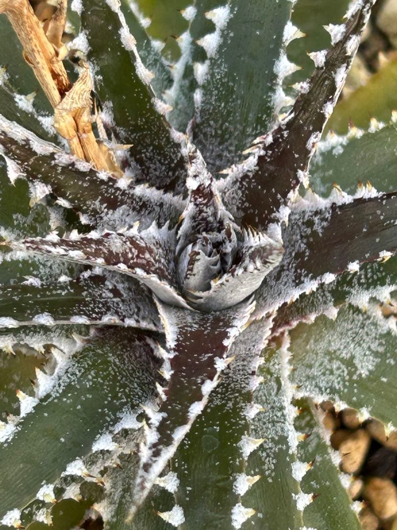 DBディッキア Dyckia Bill Baker hybrid #225 ⑶ - メルカリ