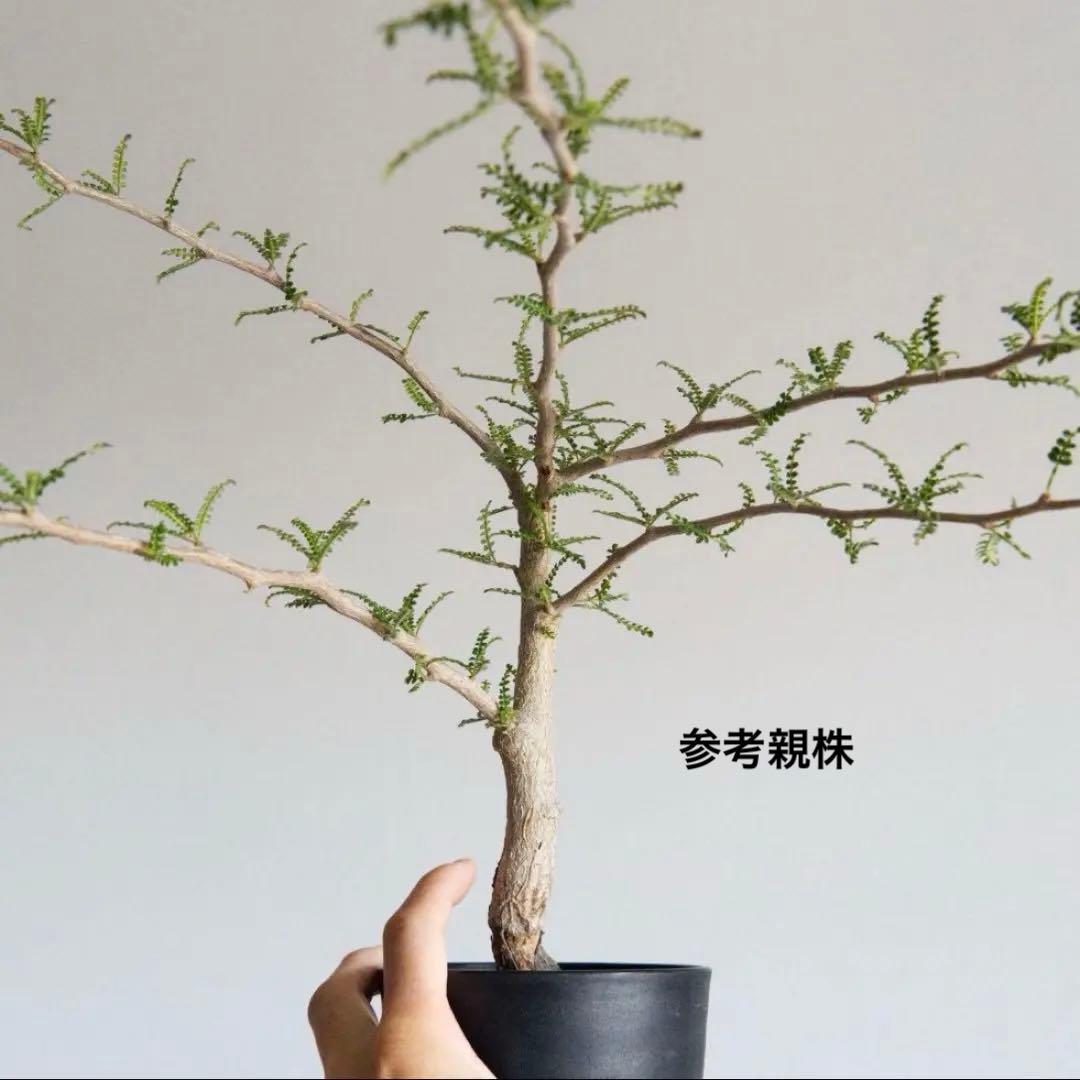 オペルクリカリア　ヒファエノイデス　錦　斑入り　根挿し　パワータンク