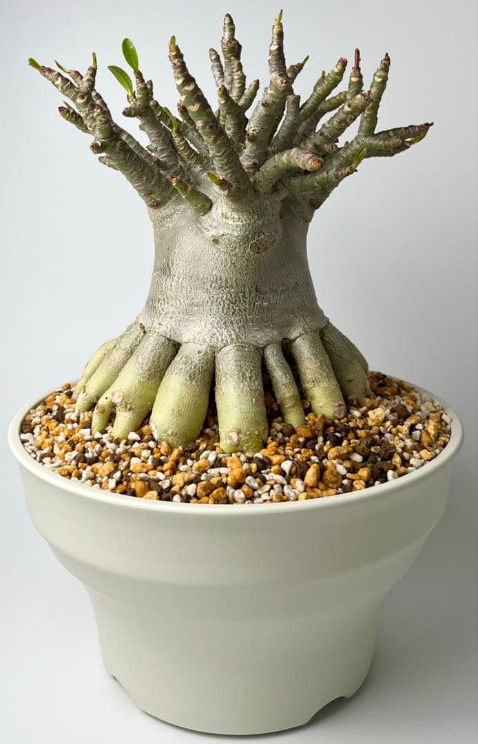 【極美タコ足/超極太/塊根植物】アデニウム タイソコトラナム タコ足仕立て鉢植え