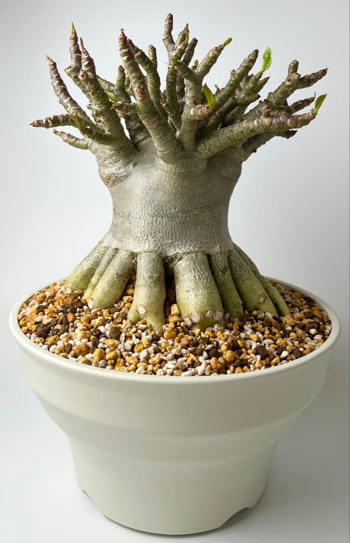 【極美タコ足/超極太/塊根植物】アデニウム タイソコトラナム タコ足仕立て鉢植え