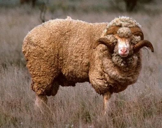 くるくる巻き角！ 羊（メリノ種）巻角（XLサイズ）スカルホーン A