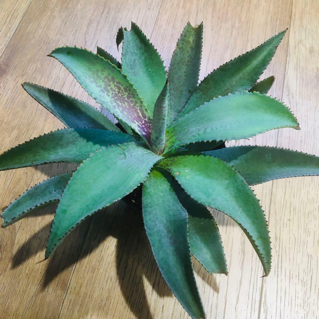 マンガベ ブラッドスポット × パープルピープルイーター オリジナルhyb.