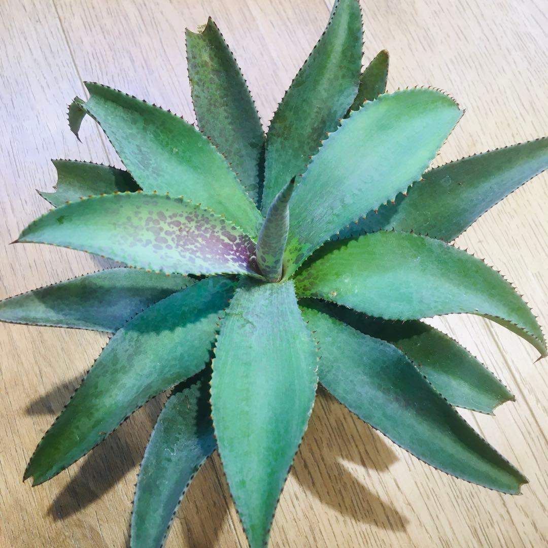 マンガベ ブラッドスポット × パープルピープルイーター オリジナルhyb.