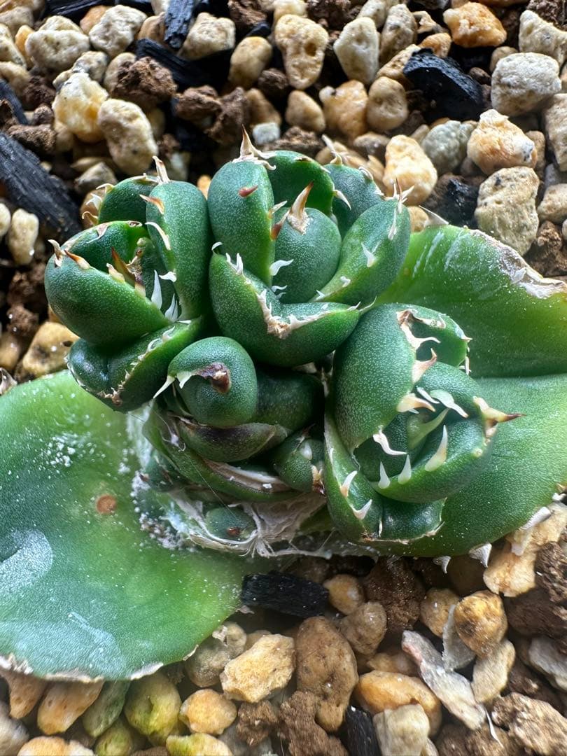 アガベ　達磨　dennis000 発根済み子株