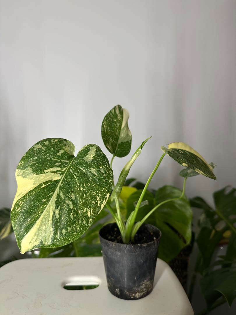 さ*ら様 モンステラ デリシオーサ クリームブリュレ TC株 順化済み