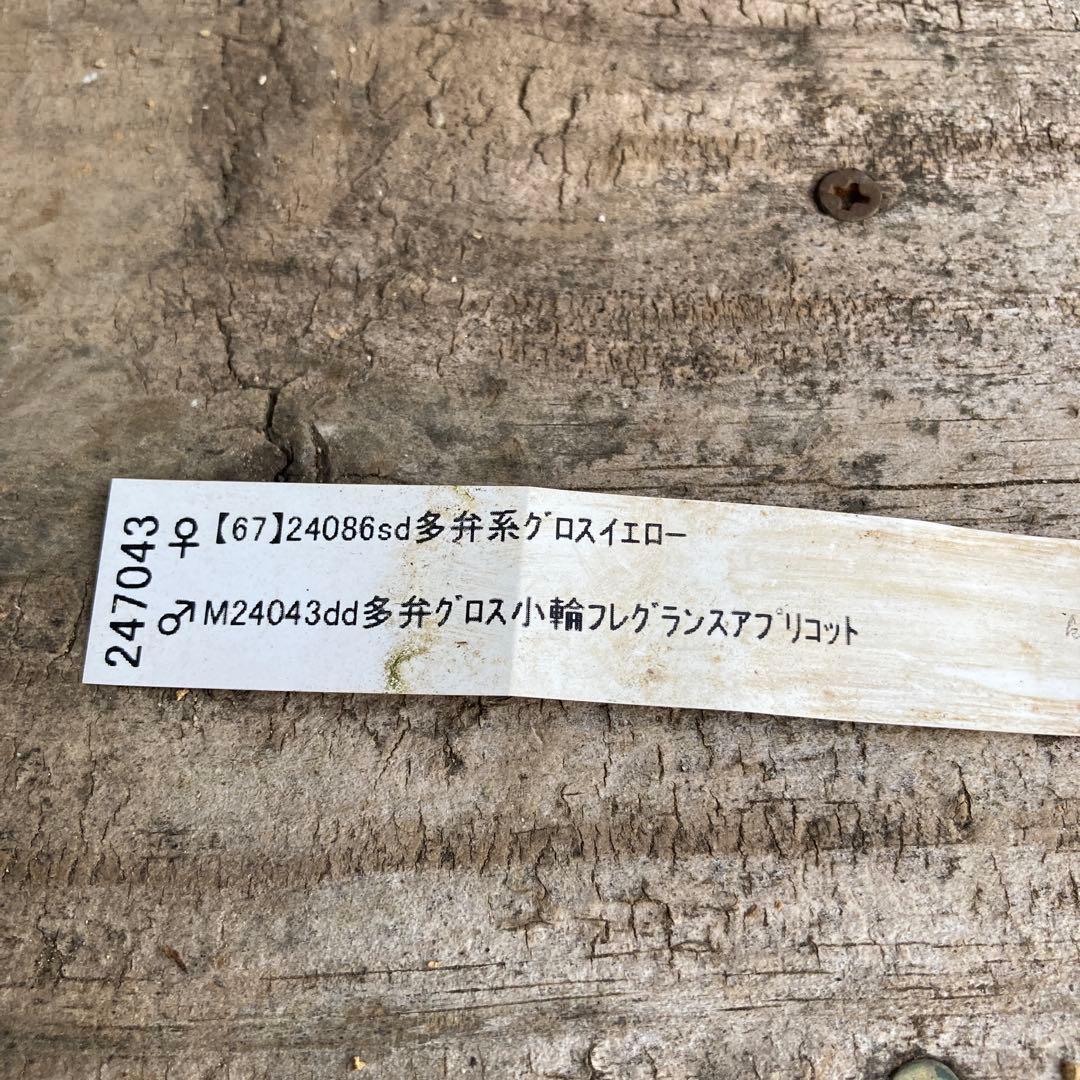 おまとめ2点　クリスマスローズ開花株　Dariahroseです。