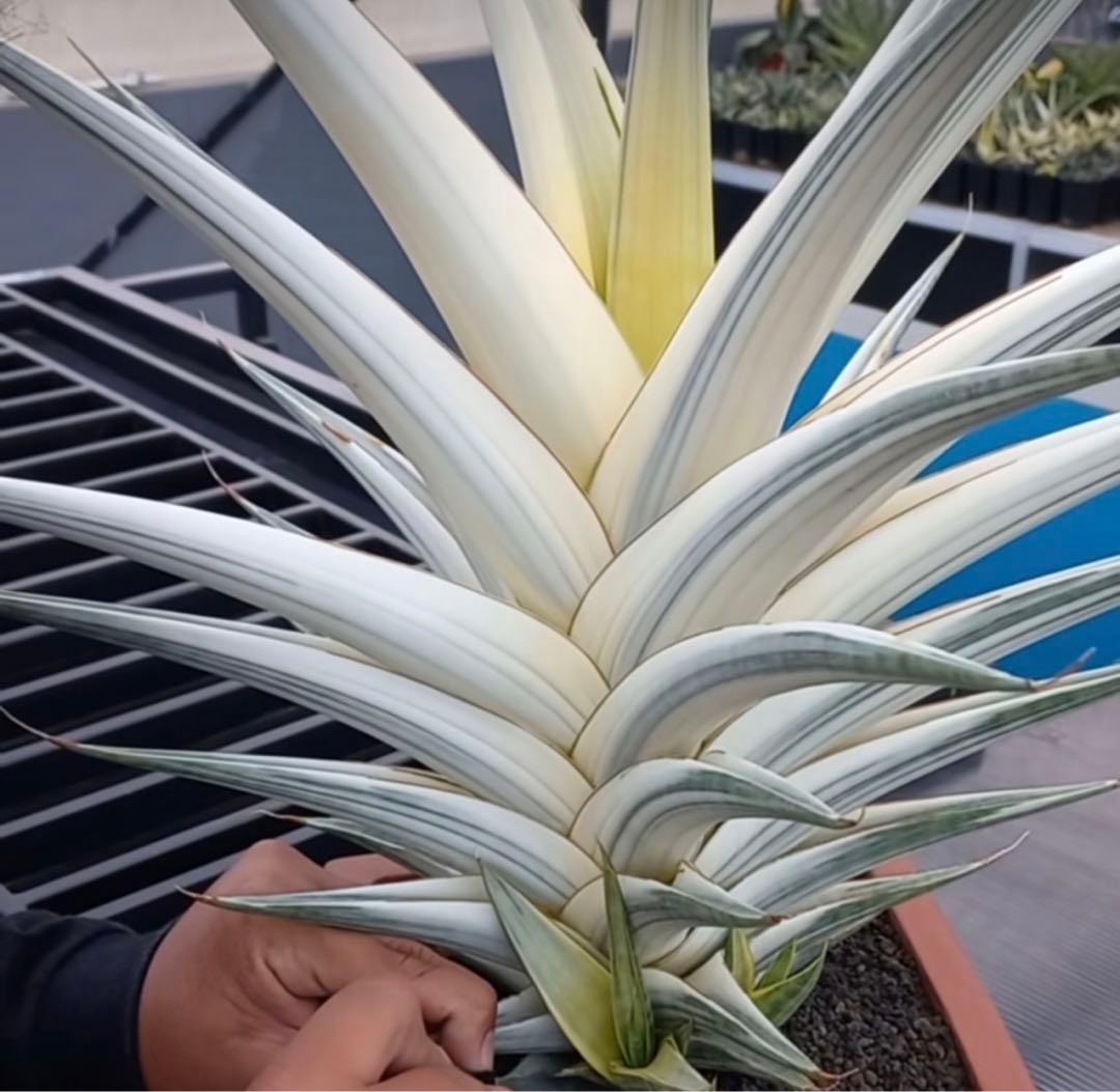 スノーホワイト Snow White日本初 斑入り サンスベリア アガベ - メルカリ