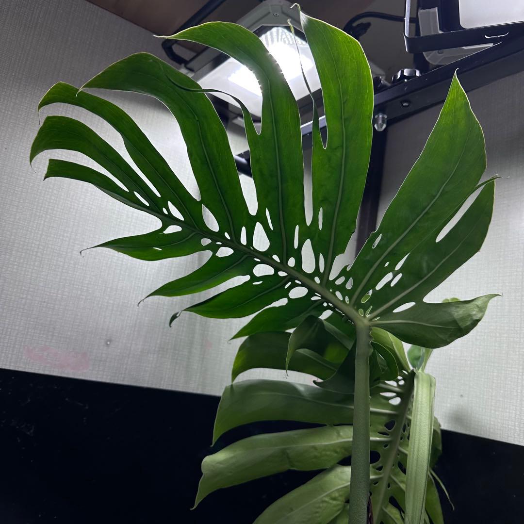 モンステラデリシオーサマクロコズム大型葉超希少系統鉢植え
